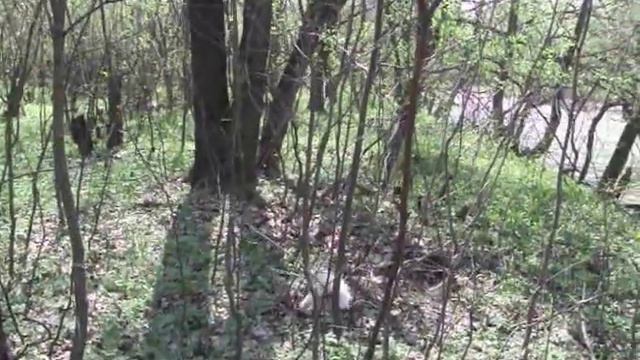 Как лайка работает по бобру