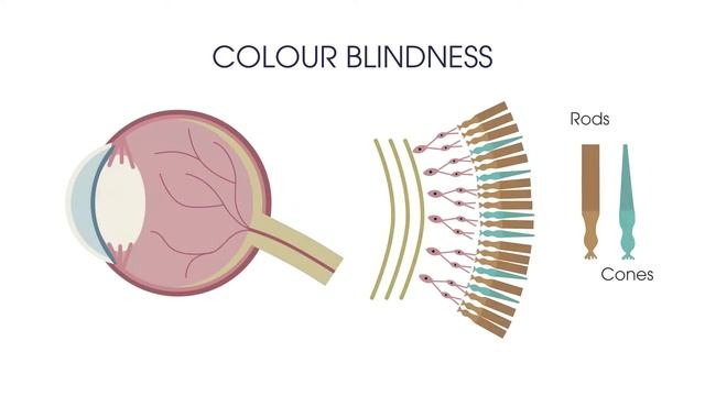 Eye and four vision problems | Physiology | Biology | FuseSchool смотреть онлайн