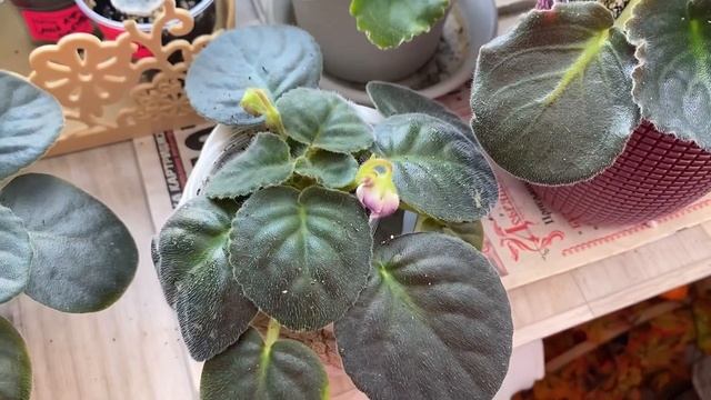Обзор весеннего цветения комнатных растений? мои цветочные новинки? смотреть онлайн