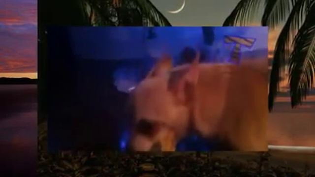 Чумовые собаки охраняют игрушки Веселая подборка видео с животными смотреть онлайн