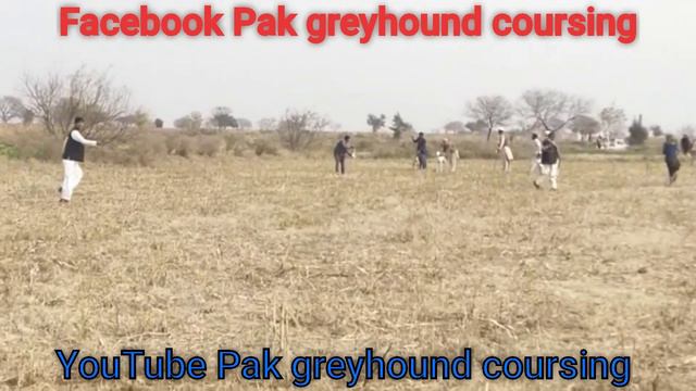 greyhound racing video | dog race 2021 | hunting dogs vs rabbit смотреть онлайн