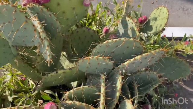 Море успокоилось, ходил на рынок, воздух +18. смотреть онлайн