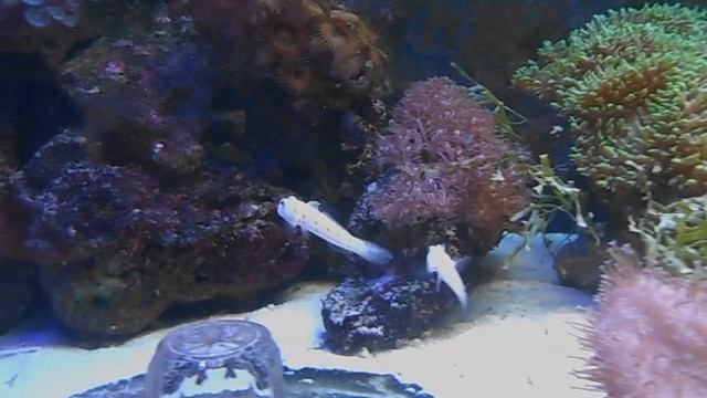 2016.02.08. #reef tank, #рифовый аквариум, #Reefaqarium, смотреть онлайн