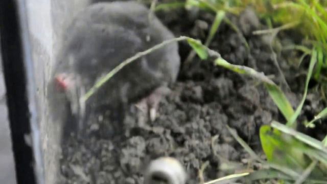 Крот дома День 3 смотреть онлайн