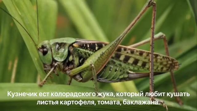 Польза насекомых смотреть онлайн