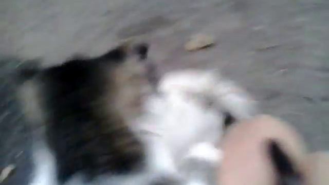 Спасение кошки от злой Муси смотреть онлайн