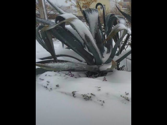 Ночью в Сочи случилось НЕЧТО НЕОБЫЧНОЕ! смотреть онлайн