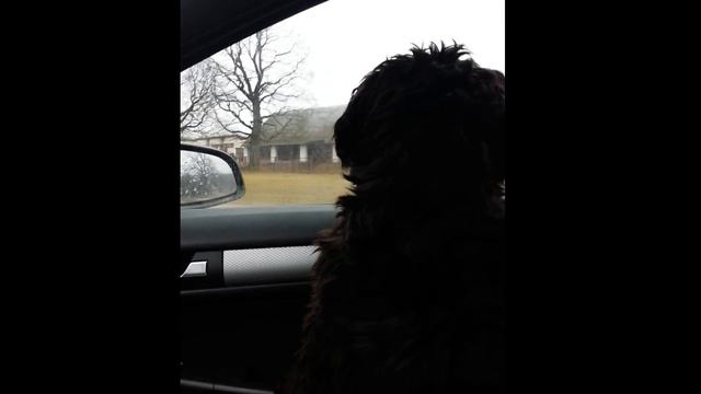 Singing dog Blumas (Zwergschnauzer) смотреть онлайн