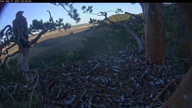 11.09.2021 5:32 Айгуль выходит из тайничка, прыгает на левую ветку и красиво улетает смотреть онлайн