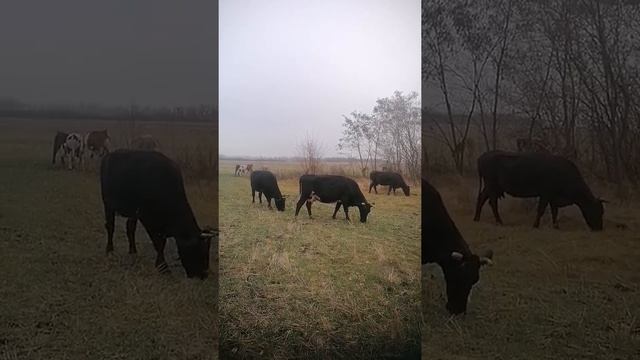Коровы пасуться ? #коровопсихология ? #shorts смотреть онлайн