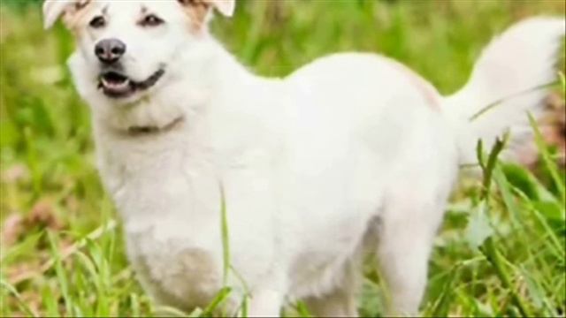 Почему собаки лают на одних людей и добры к другим? смотреть онлайн