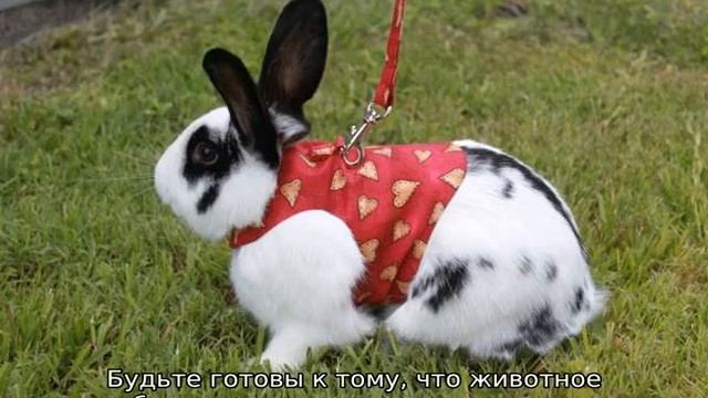 Шлейка для кролика смотреть онлайн