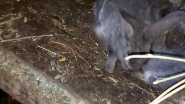 ПРИНЕСЛА КРОЛИКОВ НА ДАЧУ. КРОЛИК НАВЕРНОЕ СТРЕССУЕТ. 25.12.23