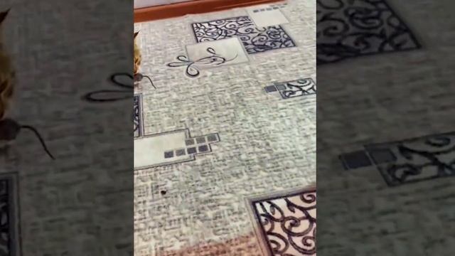 Кошка ловит мышь. Визг на весь дом. смотреть онлайн
