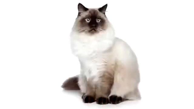 пошаговая инструкция как стать толстым?? смотреть онлайн