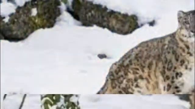 Ирбис остается мало исследованным из-за труднодоступных мест обитания смотреть онлайн