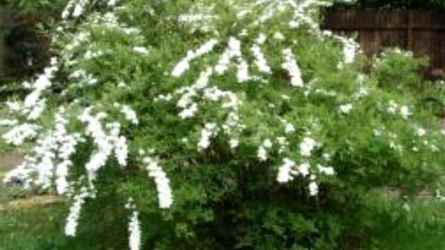 Снежноягодник в вашем саду смотреть онлайн
