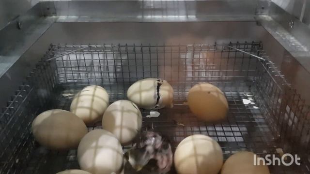 Вывод Ливенских ситцевых и Грей маран. смотреть онлайн