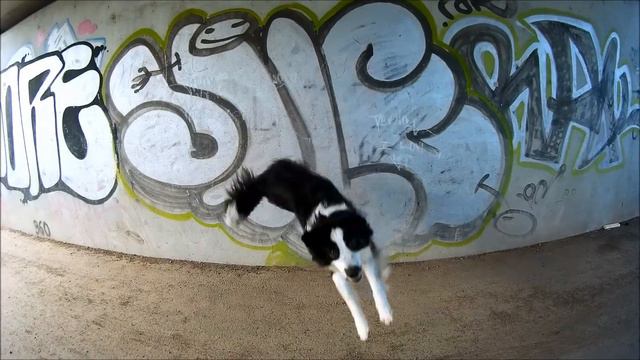 dogtricks / Mini Aussie Lucky / Sommer 2017 смотреть онлайн
