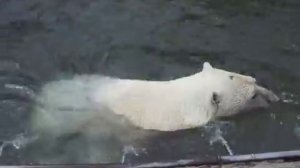 Белый медведь плавает на спине