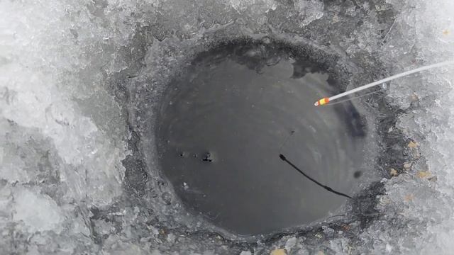 Мелочь поклёвывает.Отчёт рыбалки 6.03.2023 на Исети. смотреть онлайн