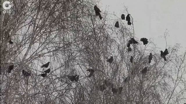 Грачи прилетели! Почему гнезда в новосибирском грачовнике могут опустеть?