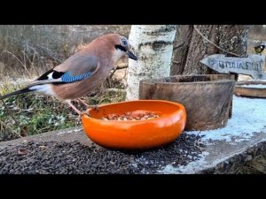 Yoll's добрый stream. Открытие Птиченькиного кафе! Новый сезон