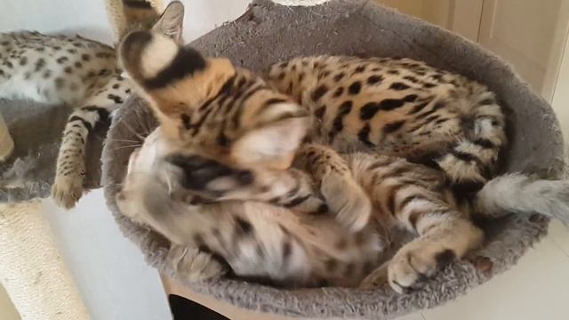 ♔VipLeo. Сервал и саванна нашего питомника. Serval. Savannah Cats.