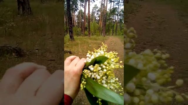 Ландыши в лесу ДВРЗ Киев смотреть онлайн