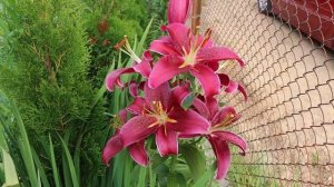 ПОПУЛЯРНЫЕ ГИБРИДНЫЕ СОРТА ЛИЛИЙ. ОБЗОР 30 СОРТОВ.