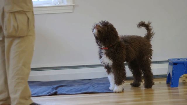 Maple, The Lagotto Romagnolo, Training At 5 Months Old.