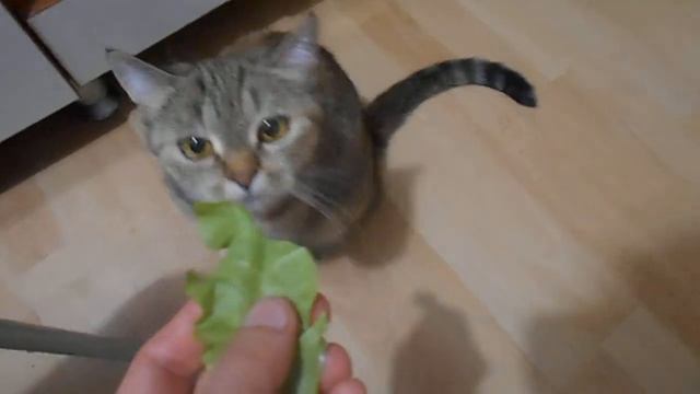Я - облигатный хищник! Кошка Ромашка и салатик. смотреть онлайн
