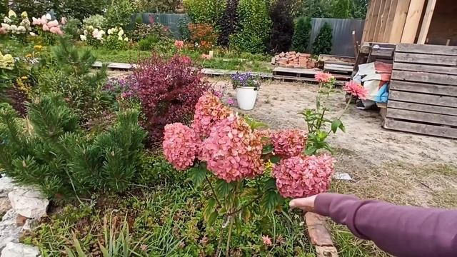 28 СОРТОВ ГОРТЕНЗИЙ. С ХОЛОДАМИ ГОРТЕНЗИИ ЕЩЁ КРАШЕ! В ГОСТЯХ У ЛЕНЫ. #дом #сад #волжск #гортензии смотреть онлайн