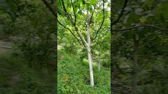 Хурма, цветение смотреть онлайн