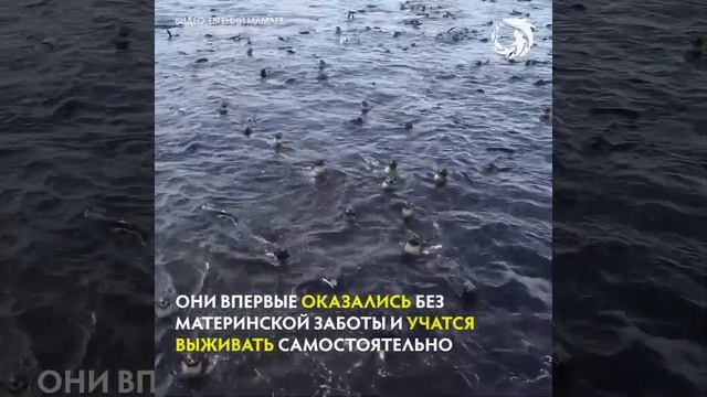 Северные морские котики на Командорских островах смотреть онлайн