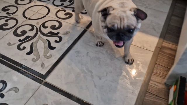 Pug after a walk outside/Mopsas po pasivaikščiojimo po lauką/Мопс после прогулки на улице смотреть онлайн