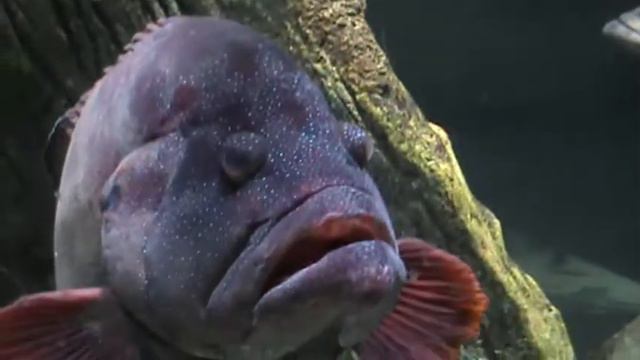 Аквариум Шарджи 2 смотреть онлайн