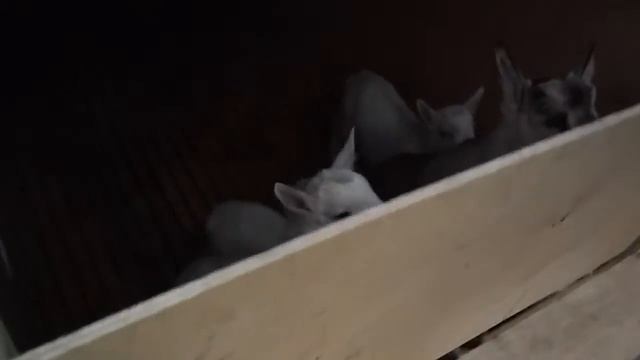 Студенок козья ферма2 смотреть онлайн