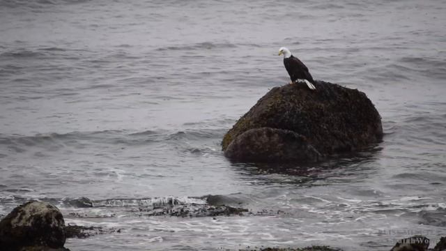 Otter vs Bald Eagle (Part 2) смотреть онлайн