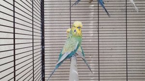 "Привет, моя птичка!" ? Учим попугая говорить. Урок № 57