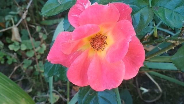 Осень - сказочная красота природы. смотреть онлайн