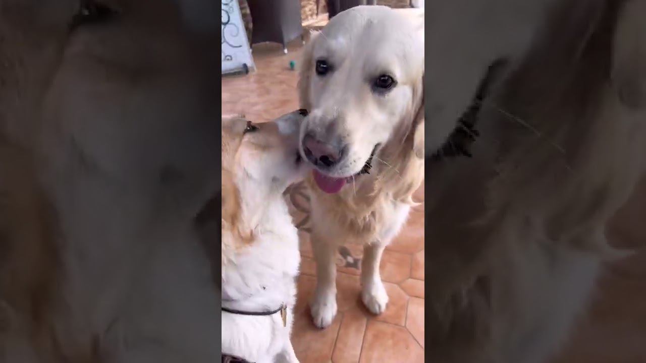 Догситтер Софья из Москвы