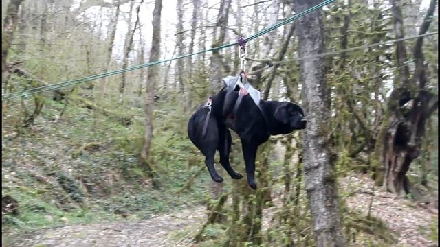 В Сочи служебных собак МЧС тренируют в горной местности смотреть онлайн