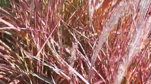 Beautiful Fall Color Miscanthus Flame Grass Plus Shout out to Jerry @BackyardHomesteader смотреть онлайн