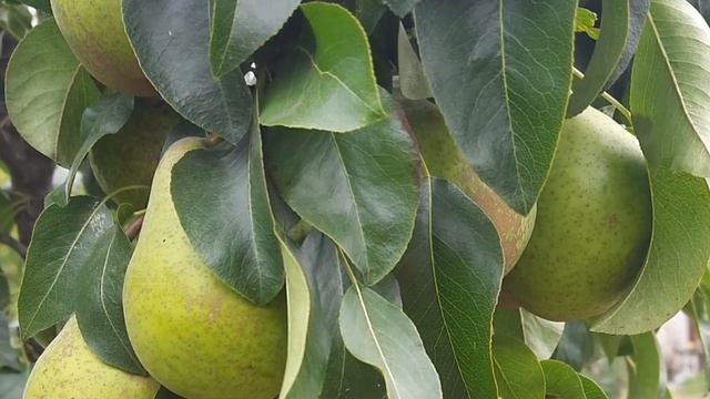 ЧЕМ ПОДКОРМИТЬ МОЛОДУЮ ГРУШУ В АВГУСТЕ: ЩЕДРЫЙ УРОЖАЙ ГАРАНТИРОВАН. УДОБРЕНИЯ. ЭНЦИКЛОПЕДИЯ ДАЧНИКА смотреть онлайн