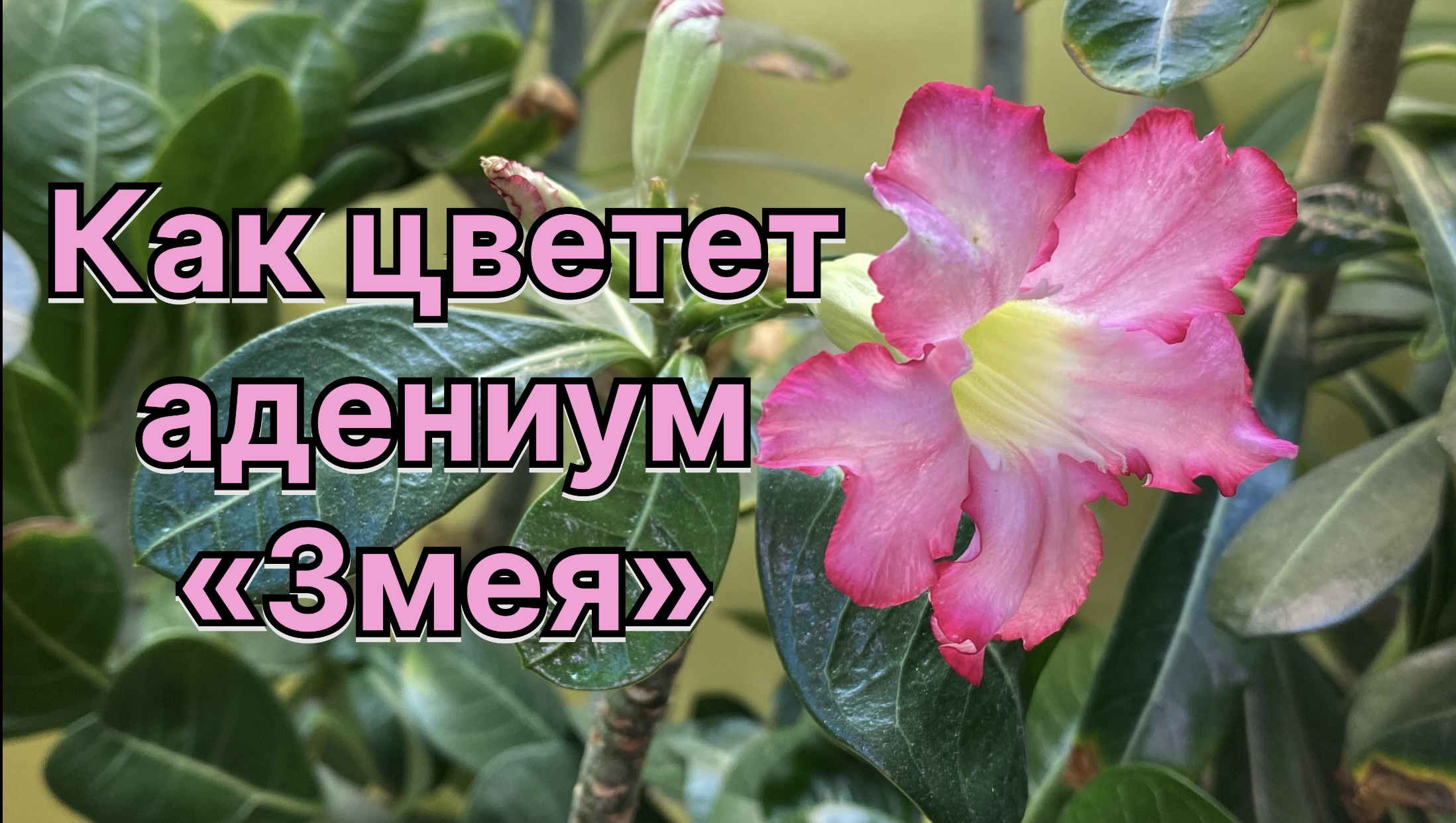 Адениум в коме. Не обрезайте адениумы! Сюрприз от змеи. 18 марта 2024 г. смотреть онлайн