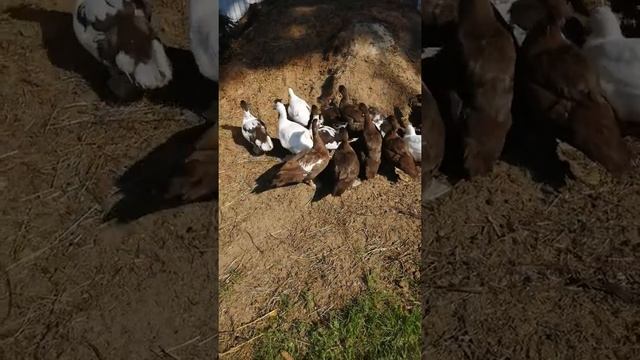 Как сделать, чтоб у уток было сухо! смотреть онлайн