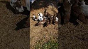 Как сделать, чтоб у уток было сухо!