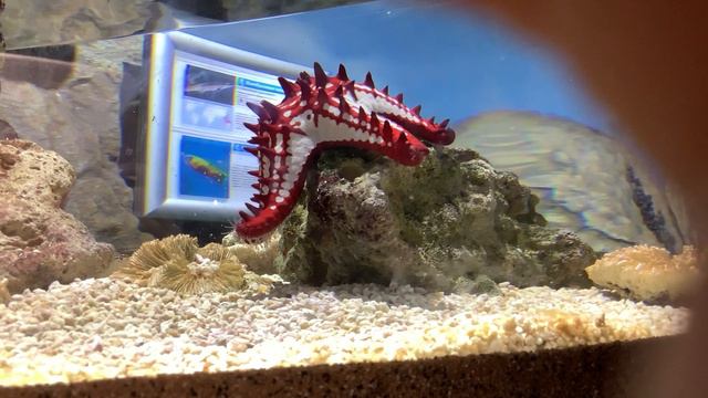 Морская звезда смотреть онлайн