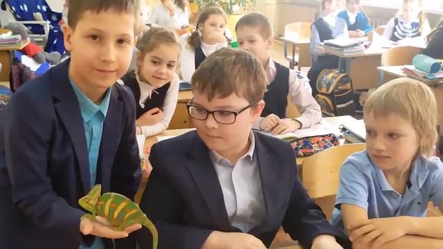 Классный час Чудо природы- йеменский хамелеон смотреть онлайн